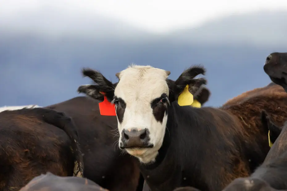 Cattle-with-ear-tags-on-a-ranch-in-South-Dakota